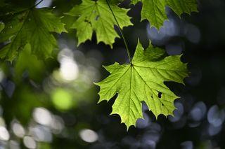 Close-up of a green leaf, shot on the Nikon Nikkor Z MC 105mm f/2.8 VR S