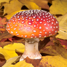 Photo of a colorful mushroom growing amongst a pile of fallen leaves.