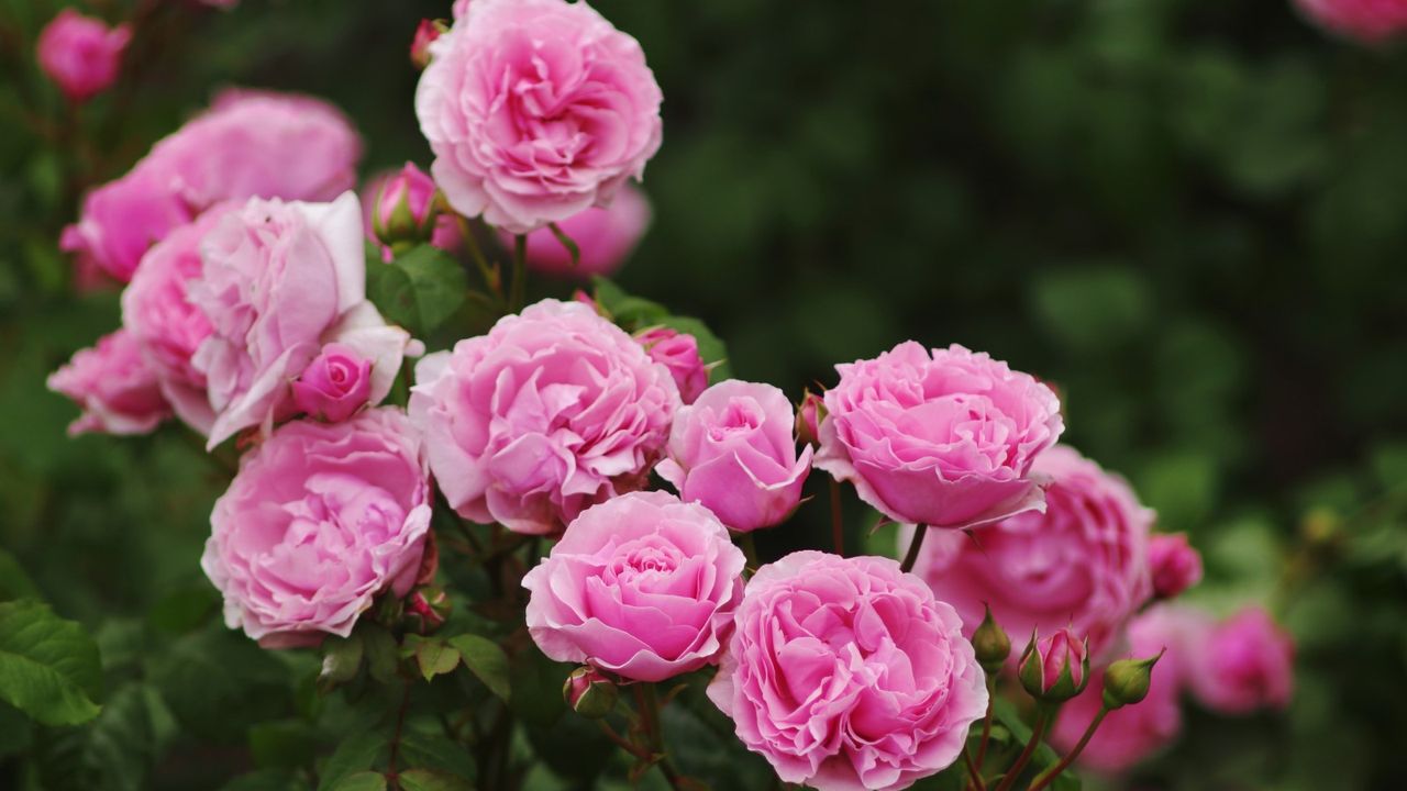 Pink flowering roses