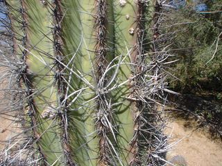 Cardon cactus - Army of giants