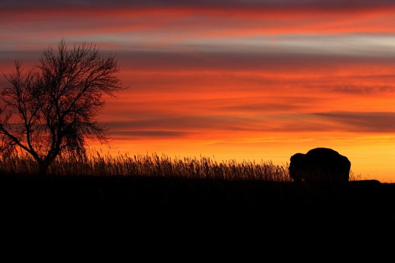 Bison against the sunset with tree