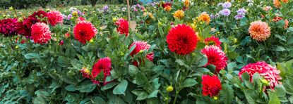 dahlias in large garden