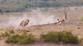 photo of a cheetah chasing a small gazelle