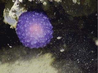 A mysterious purple orb found at the bottom of the Pacific Ocean stumped NOAA scientists onboard the Nautilus research vessel. 