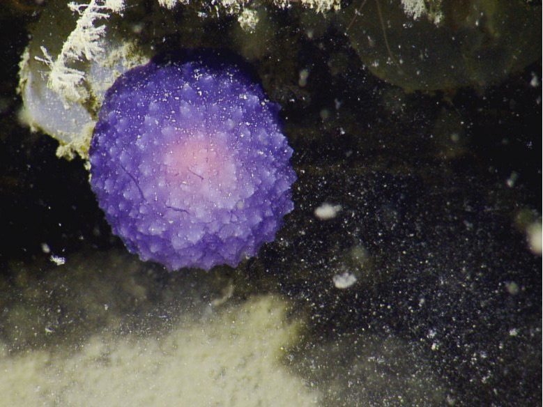 Mysterious 'blue goo' at the bottom of the sea stumps scientists