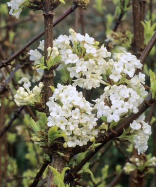 Viburnum farreri 'Candidissimum' white fragrant flowering shrub