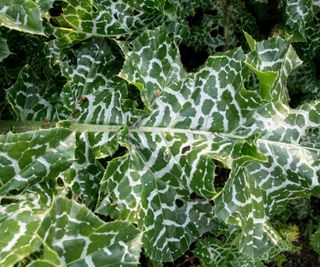 milk thistle leaves