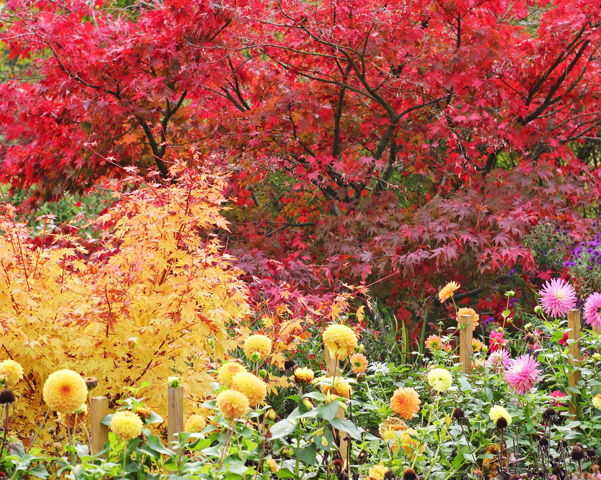 9 Four-Season Trees That Will Steal The Show All Year Long | Gardening ...