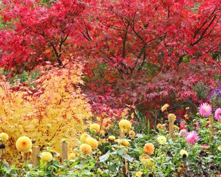 Red and golden yellow Japanese maple trees with dahlias in the foreground