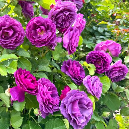 rose bush with purple roses in garden
