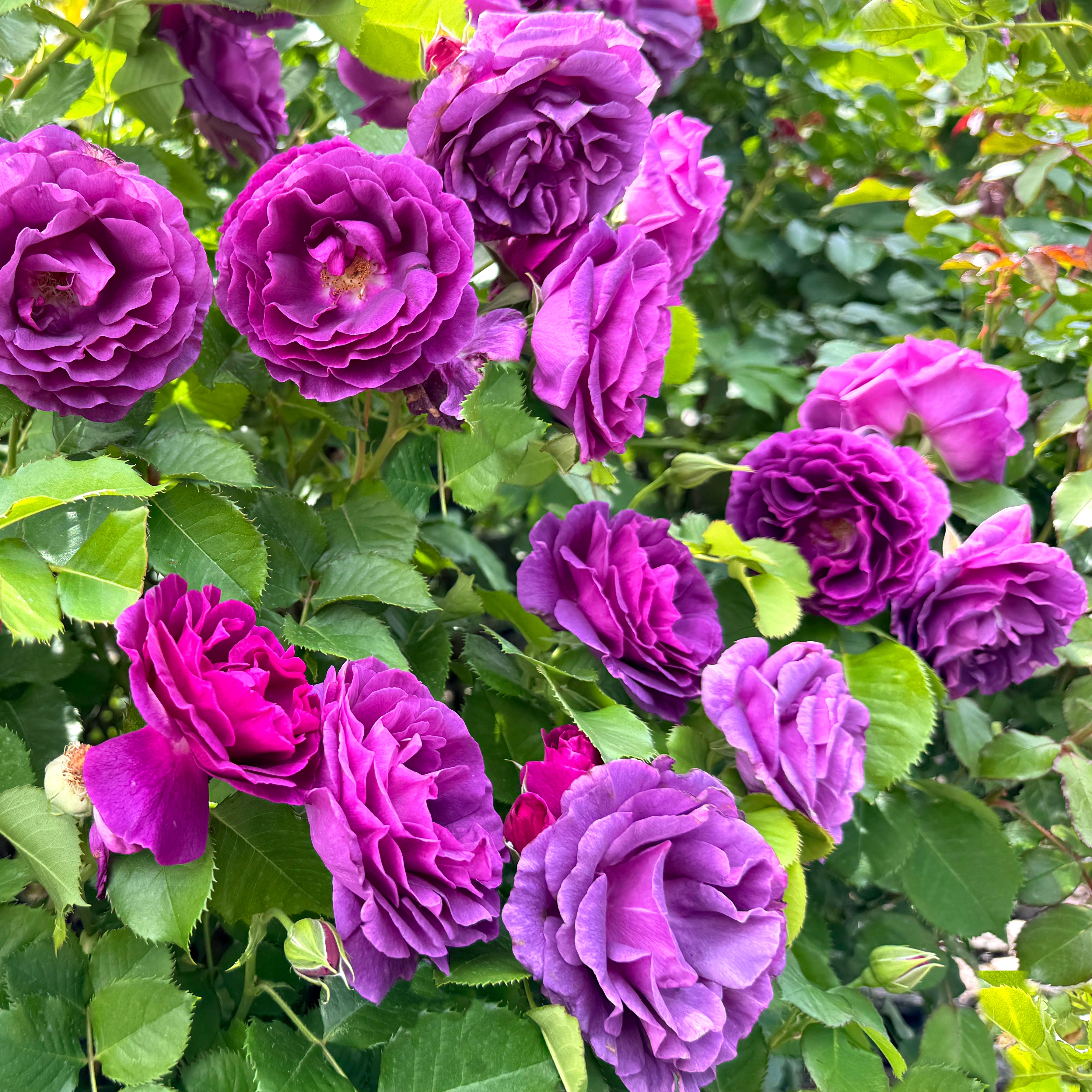 rose bush with purple roses in garden