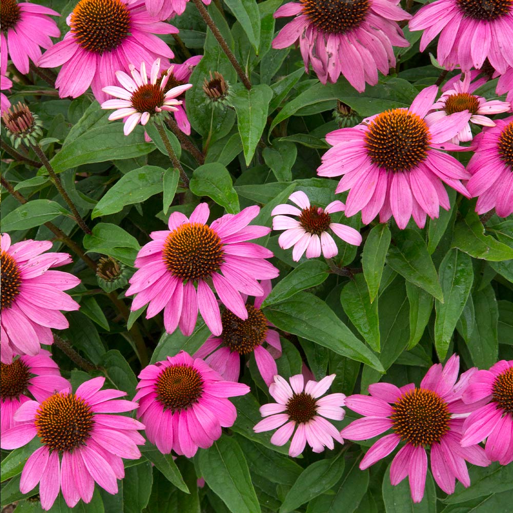 Powwow® Wild Berry Coneflower (echinacea)