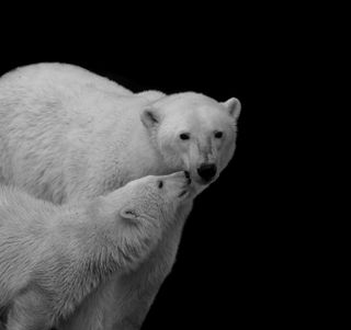 International Polar Bear Day images by photographers supplied by picfair