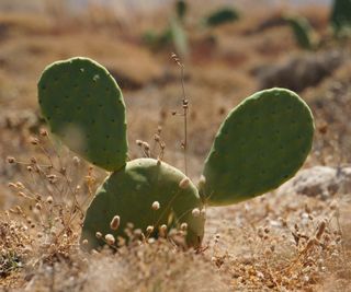 Bunny ear cactus growing outdoors