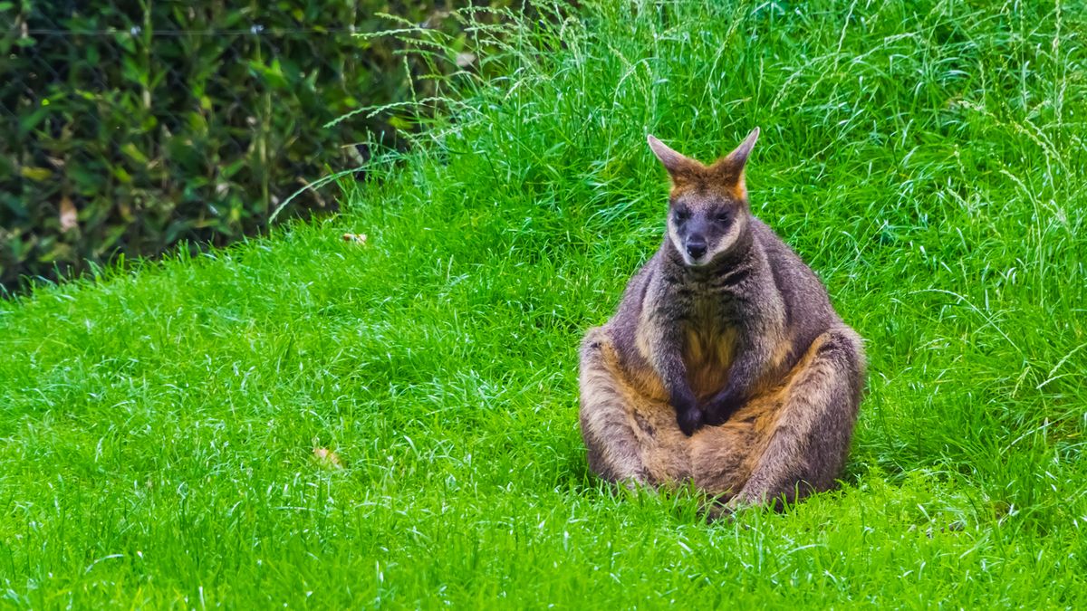 A swamp wallaby (Wallabia bicolour) considers her life choices.