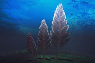 Frond-like rangeomorphs were among the first nonmicroscopic life-forms on Earth. These weird animals could be anywhere from a few centimeters to 2 meters (6.5 feet) tall. 