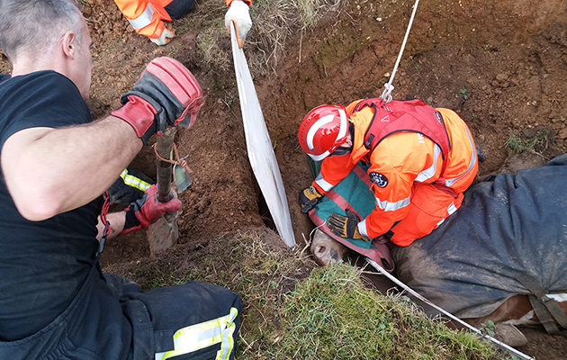 horse rescued 3