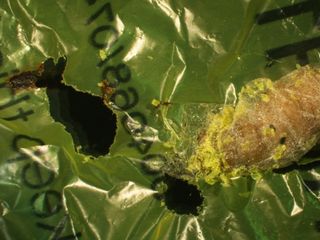 A wax worm caterpillar (Galleria mellonella) chews a hole through plastic, with some yellow polyethylene debris 'dusting' its body.