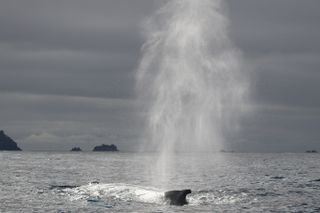 Humpback whales return