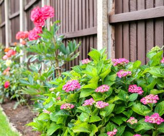 bigleaf hydrangea growing along fence