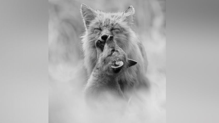 A black and white, close-up photograph captures an intimate moment between two foxes, where a smaller kit affectionately nuzzles and nibbles the snout of a larger fox that has its eyes closed in a serene expression