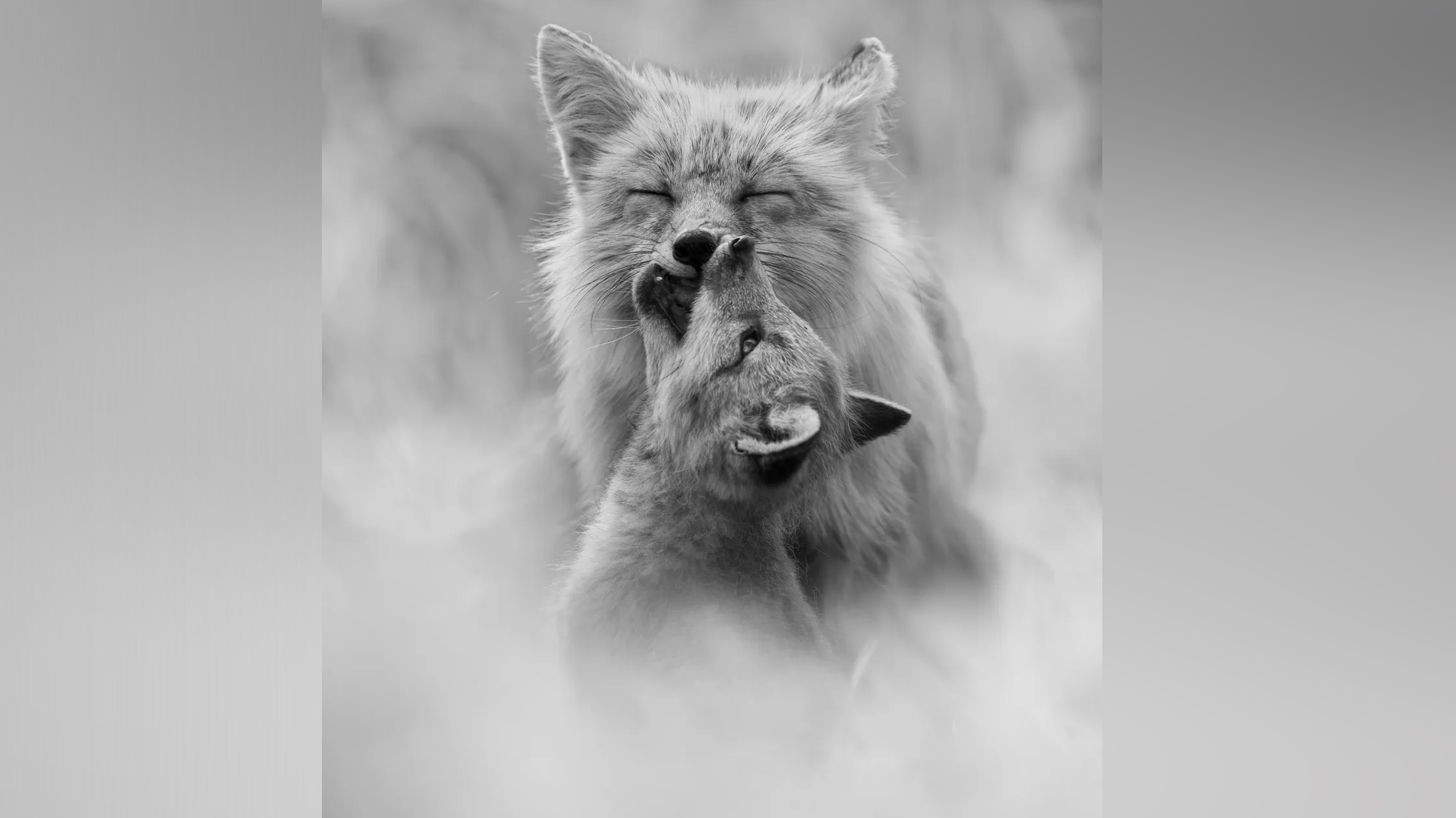 A black and white, close-up photograph captures an intimate moment between two foxes, where a smaller kit affectionately nuzzles and nibbles the snout of a larger fox that has its eyes closed in a serene expression