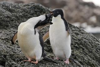 Adélie penguins looking cute in Antarctica.