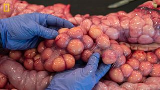 Researcher Ian Bartoszek sifts through dozens of proto - eggs while performing a necropsy on the largest female Burmese python ever discovered in Florida. The team counted 122 of these “f ollicles,” another record - breaking tally.