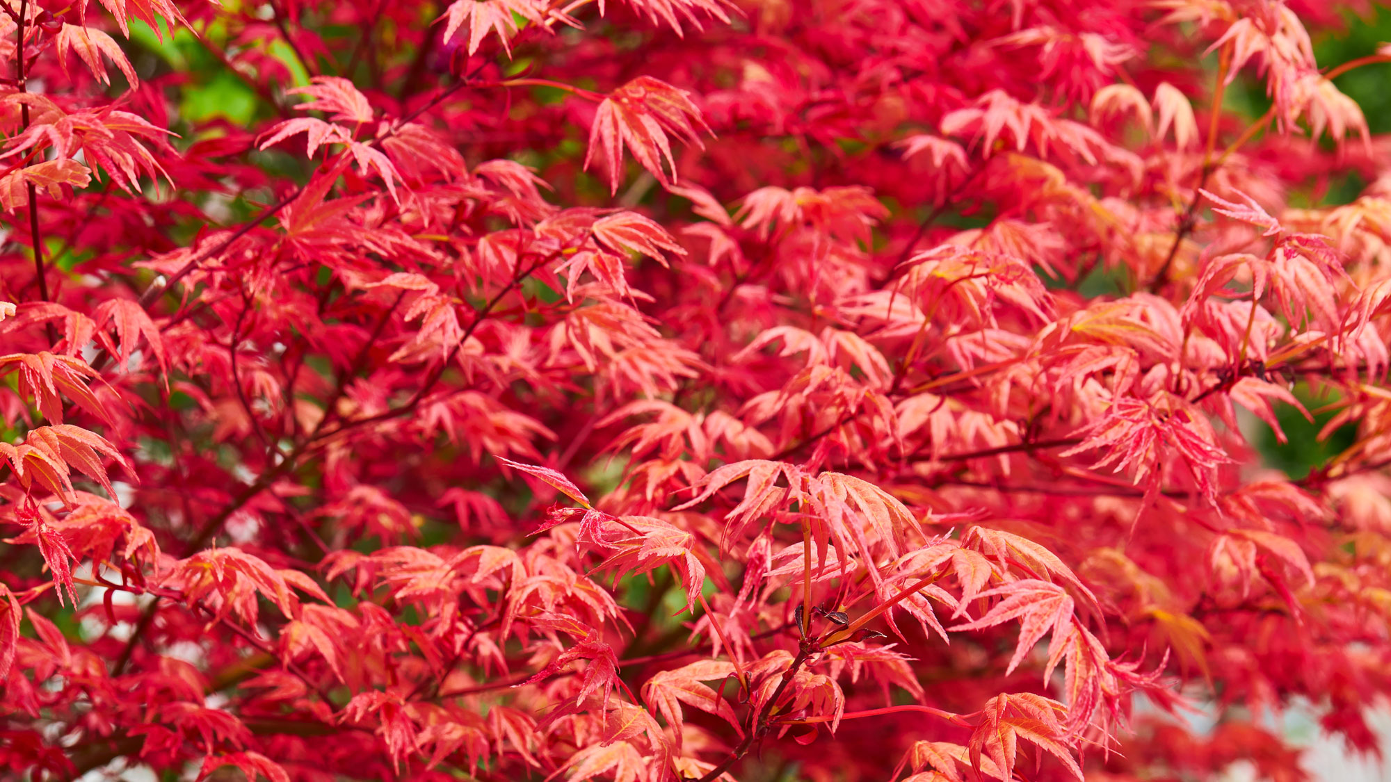 a Japanese maple in fall with bright red leaves