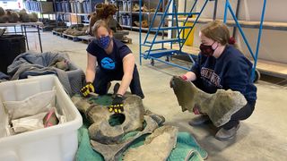 Εδώ, τα πυελικά οστά ενός μαμούθ, που έζησαν περίπου 30.000 χρόνια πριν.