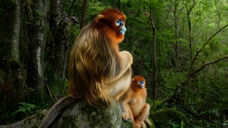 Wildlife Photographer of the Year winners