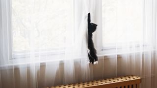 Kitten climbing curtains