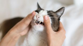 grey and white cat having his teeth examined