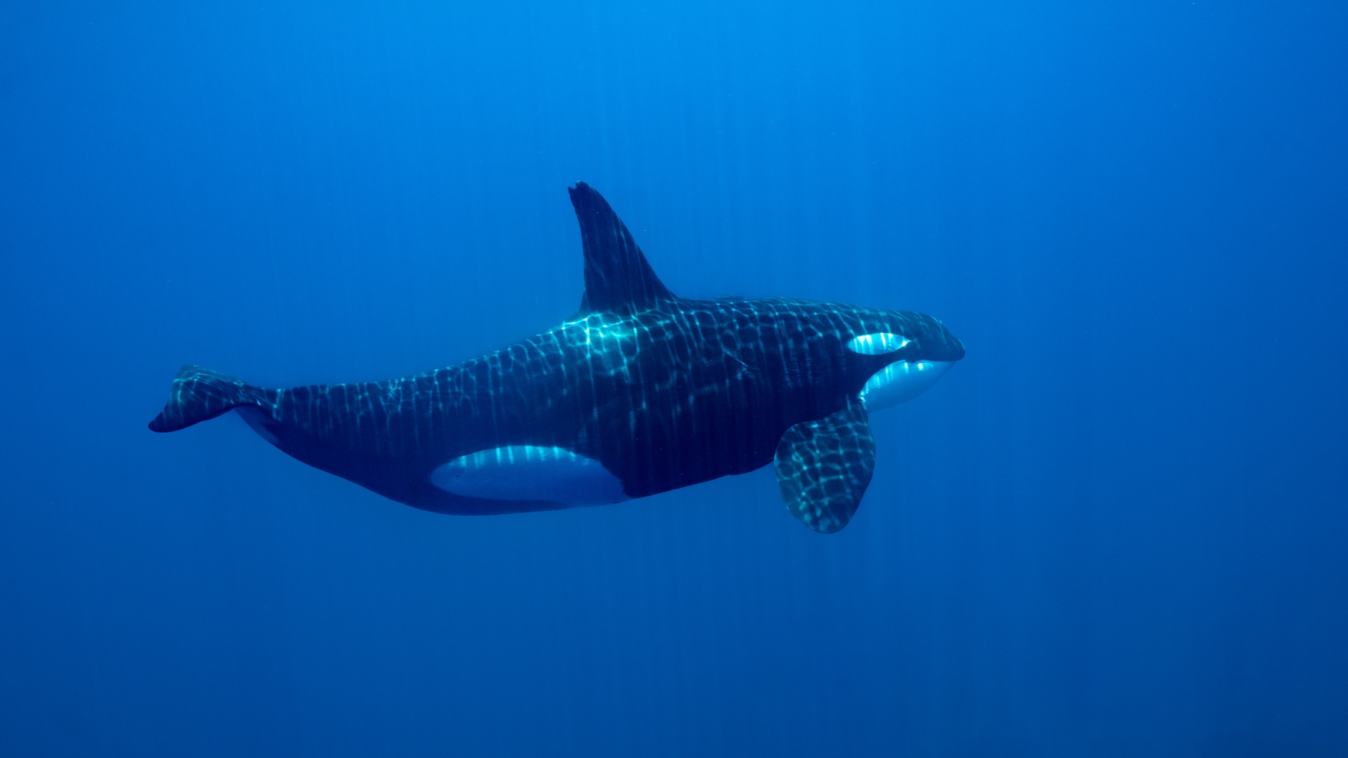 an orca swims in the ocean