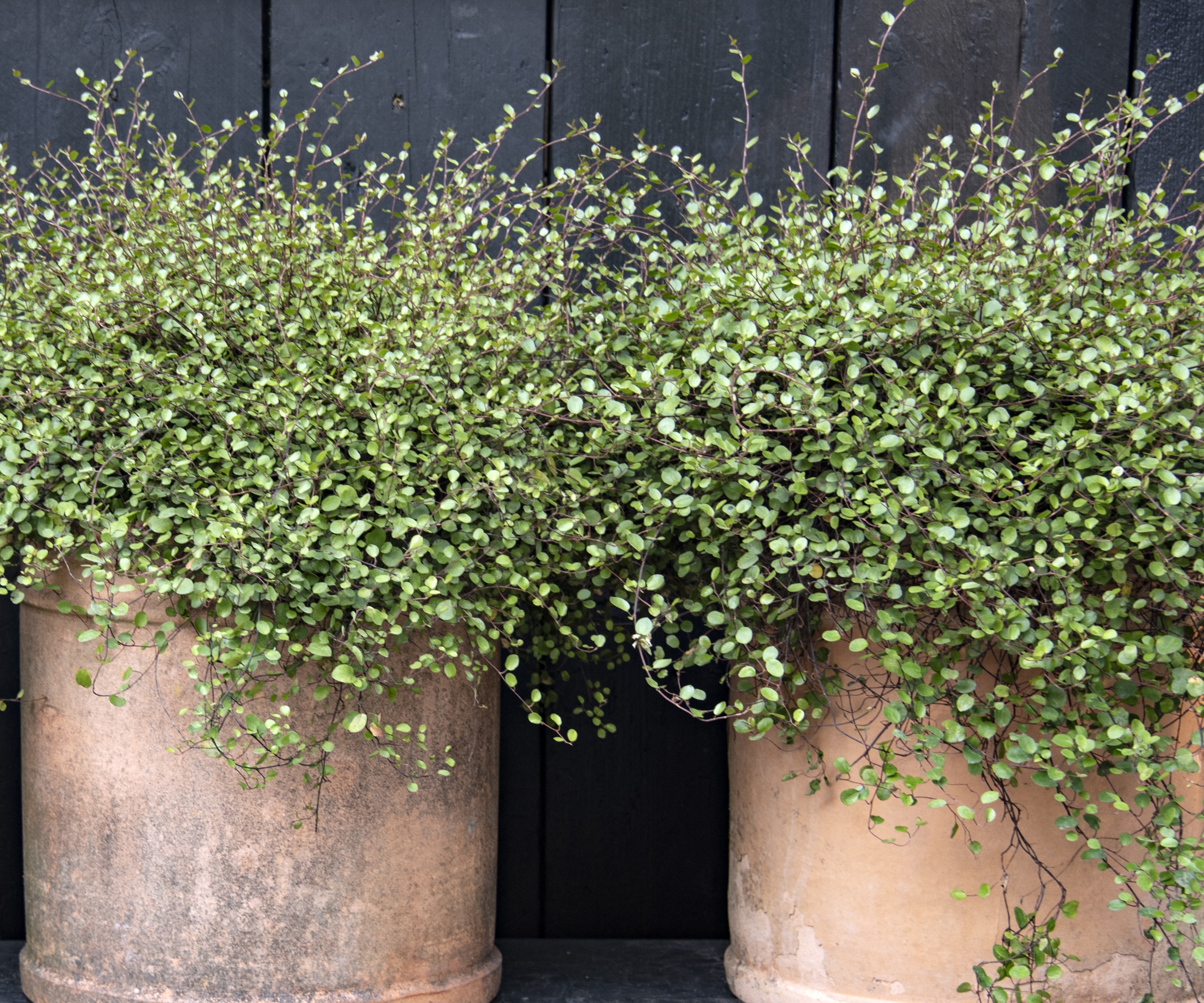 Muehlenbeckia complexa, or maidenhair, growing in terracotta pots