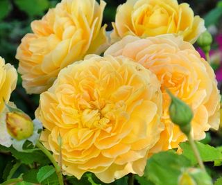 Rosa 'Molineux' has neat yellow rosettes of flowers