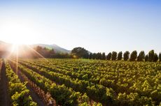 Far Niente's Benson Vale vineyard