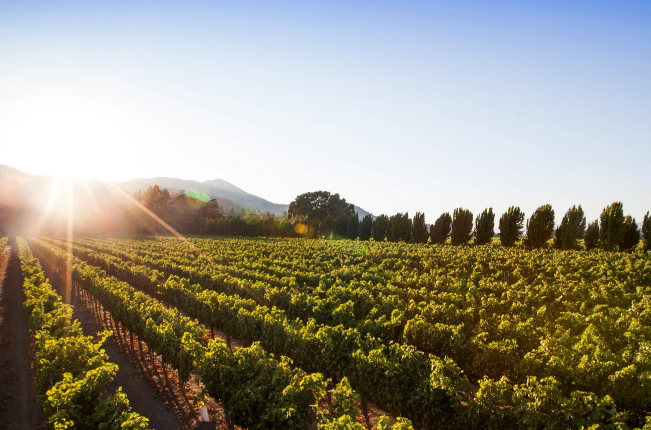 Far Niente's Benson Vale vineyard