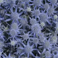 Blue Glitter Sea Holly at Nature Hills
