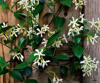 Confederate jasmine, or star jasmine growing on a rustic fence