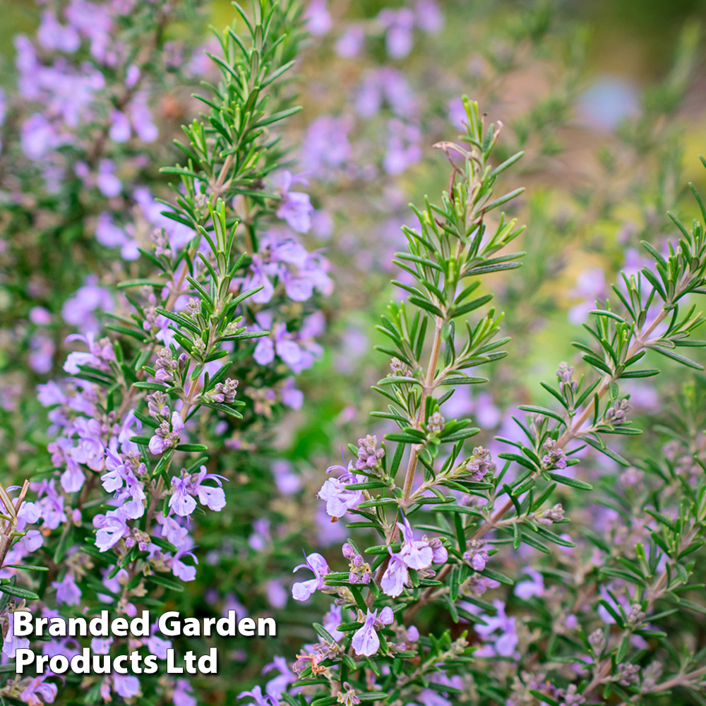 Rosemary 'miss Jessop's Upright'