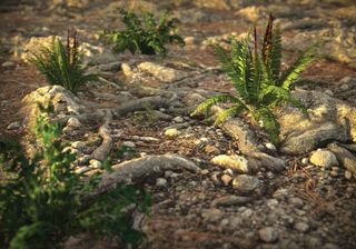 A group of sprouting ferns