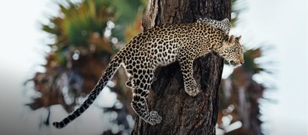 Leopard 