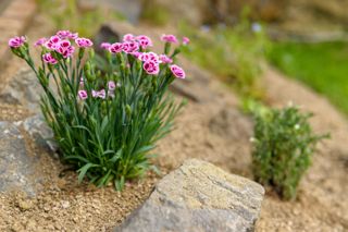 small rock garden ideas: dianthus