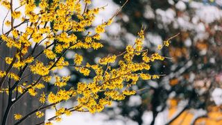 yellow flowering shrub