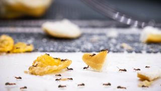 Ants eating crumbs in a kitchen