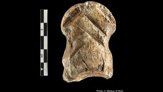 About 51,000 years ago, Neanderthals carved chevrons on this giant deer toe.