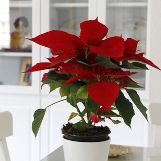 poinsettia in white plant pot