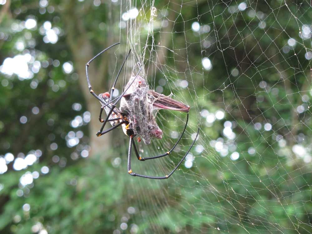 Ewwww! Photos of BatEating Spiders Live Science