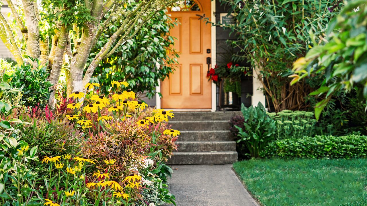 Front yard planted with black eyed Susan 